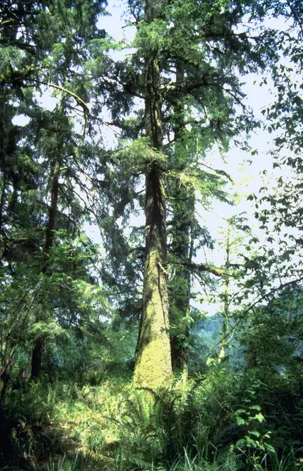 Picea sitchensis BLM