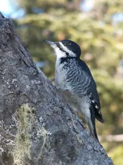 Black-backed Woodpecker