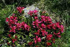 Rhododendron