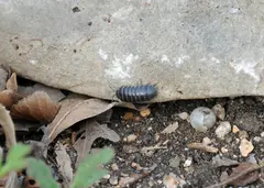 Woodlouse, also Pill Bug, Roly-Poly