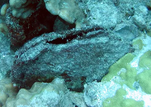 Pinctada margaritifera (Pearl Oyster)