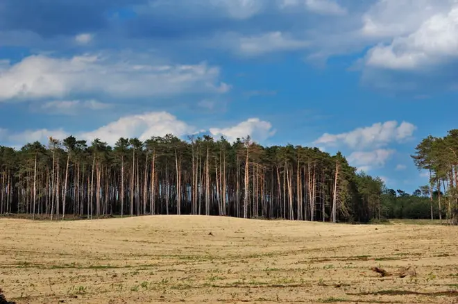 Pine forest on sand dunes