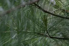 White pine