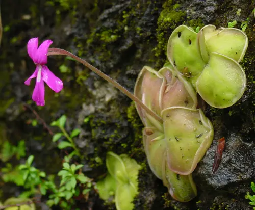 Pinguicula moranensis (Mexican butterwort)