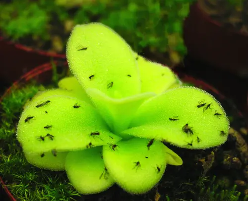 Pinguicula gigantea (Giant butterwort)