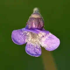 Pinguicula vulgaris (Common butterwort)