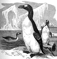 Great Auk, 1844