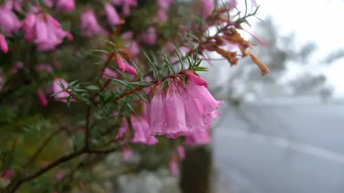 Pink Heath