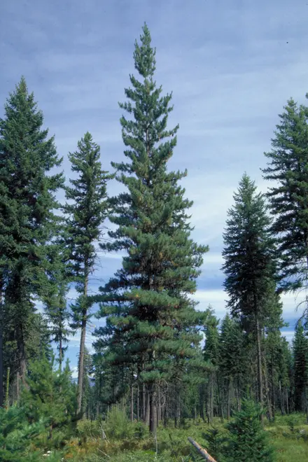 Pinus monticola Idaho3