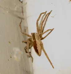 Pisaurina mira
