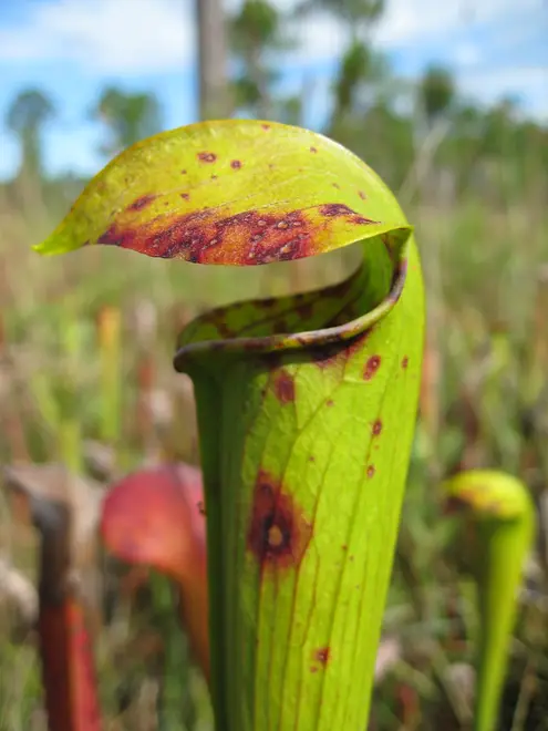 Pitcher Plant at Mississippi Sandhill Crane NWR (5327602495)