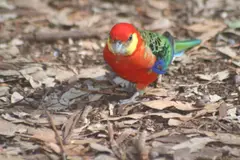 Western Rosella Platycercus icterotis