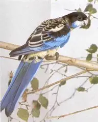 Northern Rosella Platycercus venustus