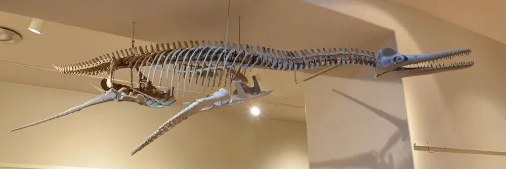 Plesiosaur mount at the Texas Memorial Museum