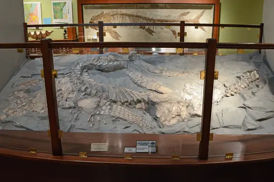 Polyptychodon (Texas Memorial Museum)