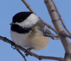 Black-capped Chickadee
