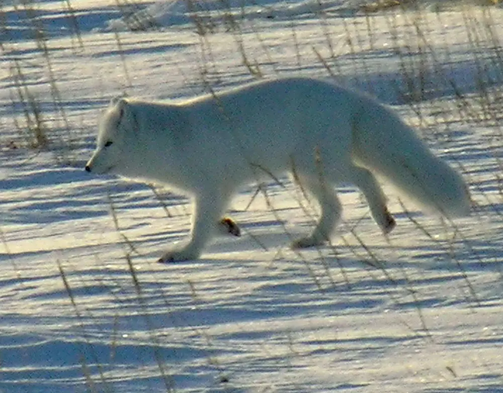 Alopex lagopus