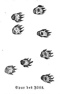 Polecat Tracks