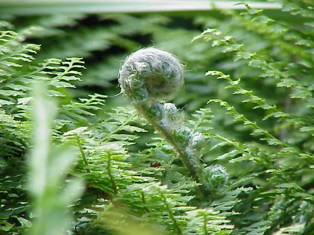 Polystichum setiferum0