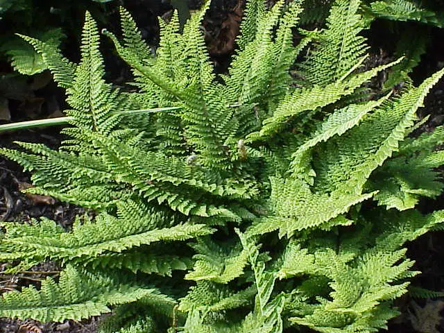 Polystichum setiferum2