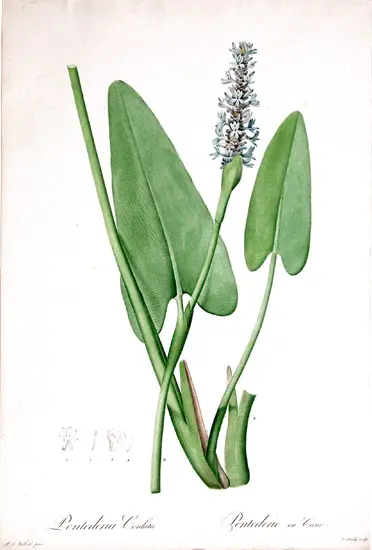 Pontederia cordata