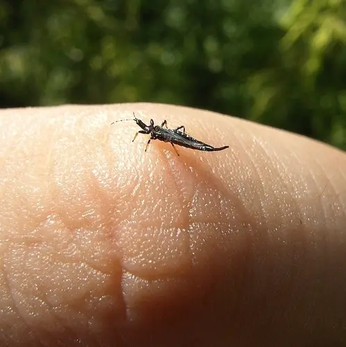 Ponticulothrips diospyrosi