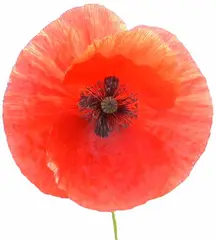 Poppy