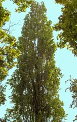 Lombardy Poplar