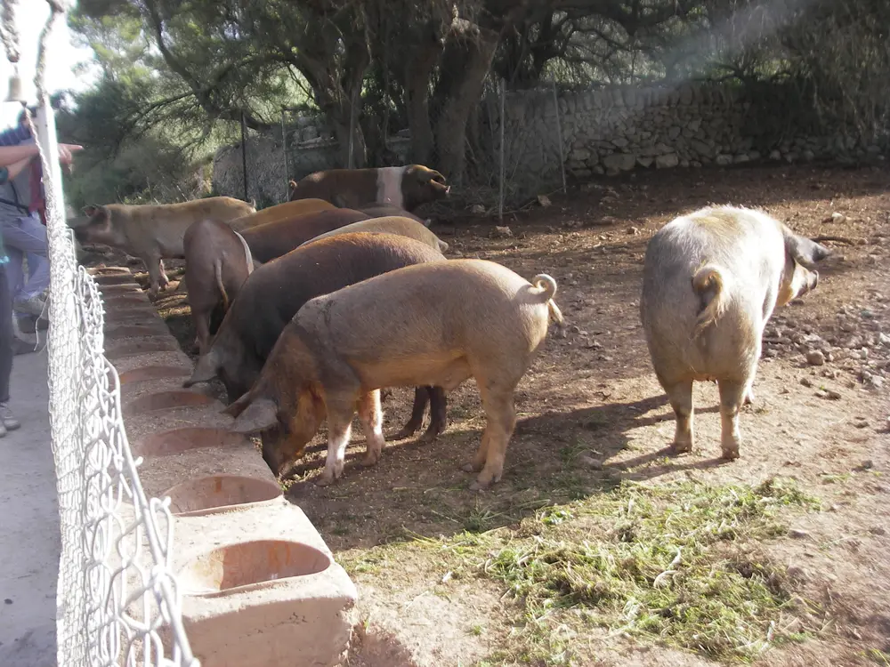 Pig