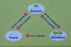 The relation between prairies, savannas, and woodlands, and the role of grazing and fire