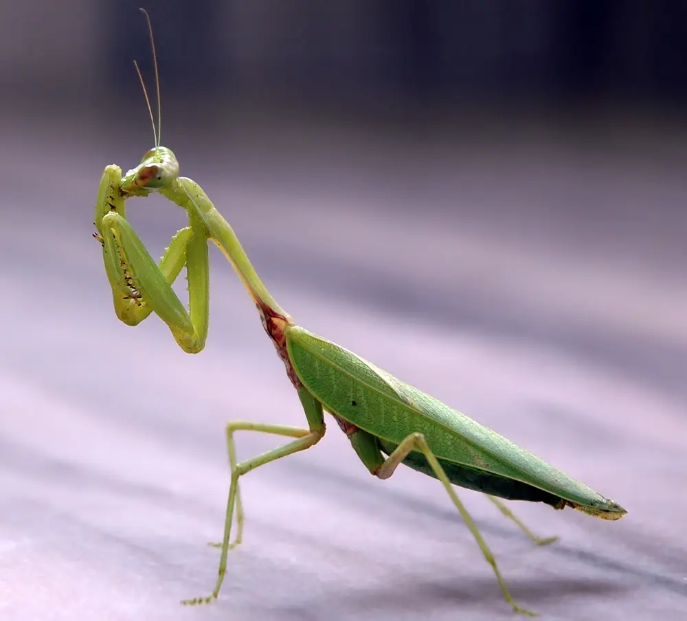 Mantodea
