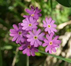 Primrose