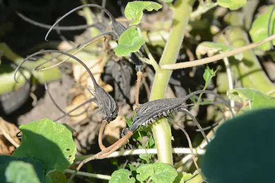 Devil's Claw (Proboscidea louisianica)
