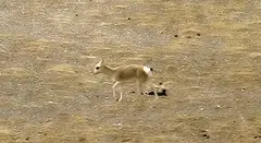 Chiru (Tibetan Antelope)