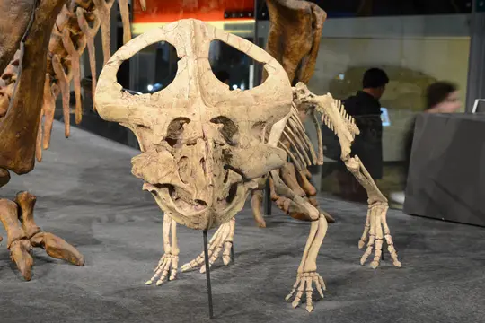 Protoceratops andrewsi (Melbourne Museum, Australia)
