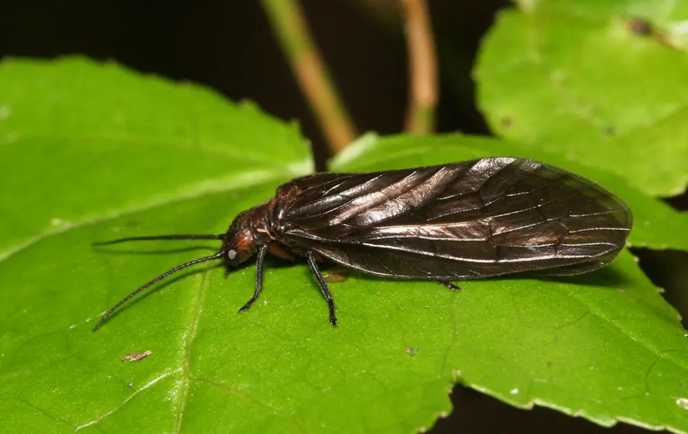 Megaloptera