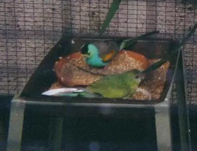 Golden-shouldered Parrot Psephotus chrysopterygius
