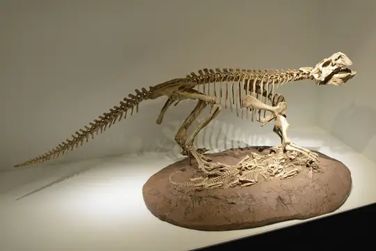 Psittacosaurus (Houston Museum of Natural History)