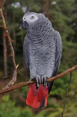 African grey parrot