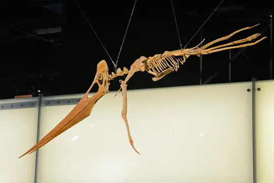 Pteranodon sternbergi (Melbourne Museum, Australia)
