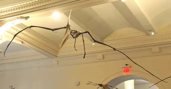 Pteranodon ingens (American Museum of Natural History)