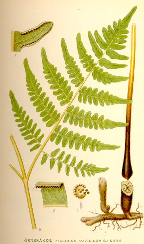 Pteridium spp.