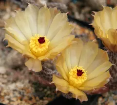 Pterocactus tuberosus (Tribe Pterocacteae)