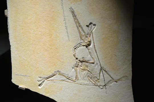 Pterodactylus (Houston Museum of Natural Science)