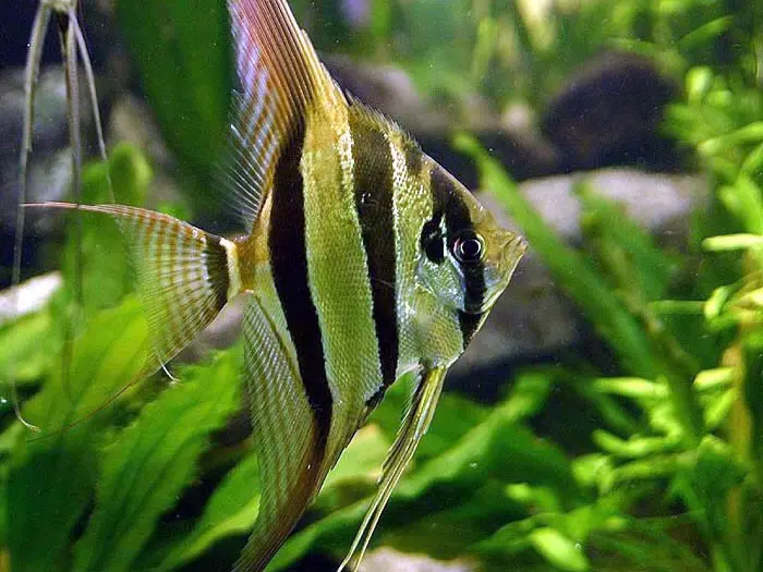 Pterophyllum spp.