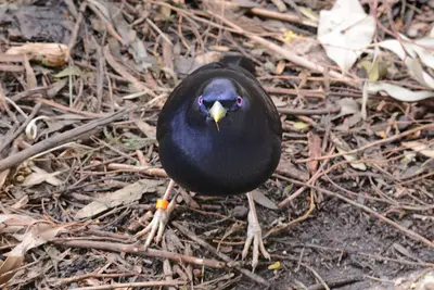 Ptilonorhynchus violaceus 8026