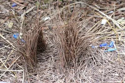 Ptilonorhynchus violaceus Bower 8018