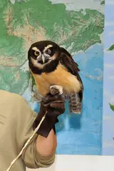 Spectacled Owl (Pulsatrix perspicillata)