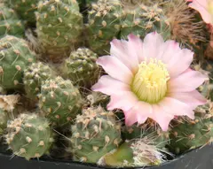 Maihueniopsis subterranea (Tribe Tephrocacteae)