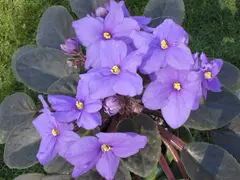 Saintpaulia spp. (African Violet)